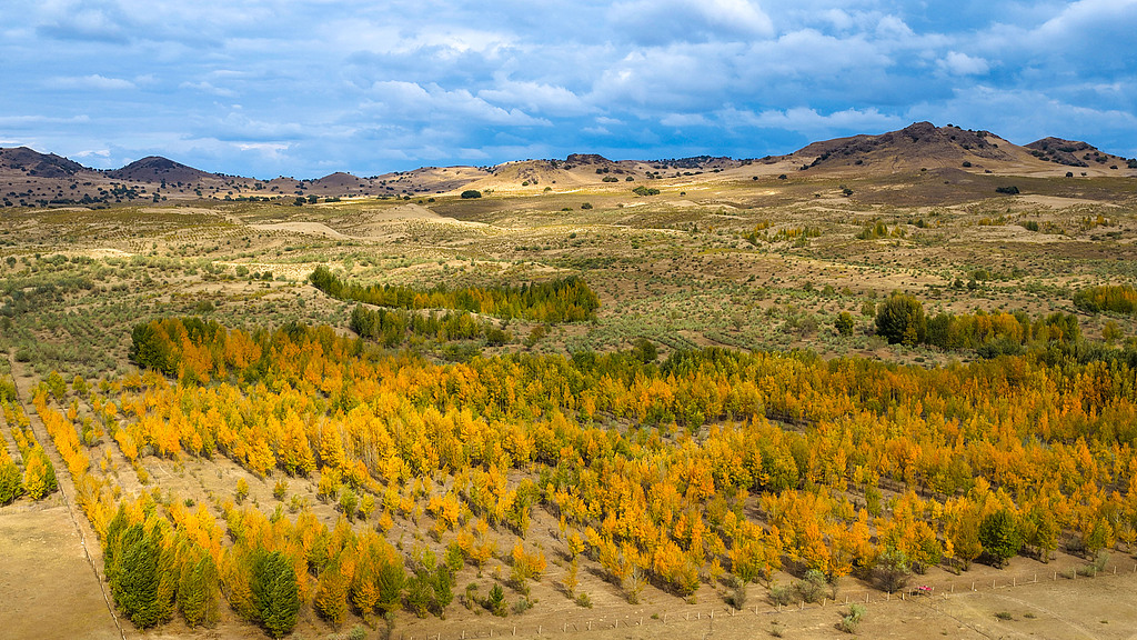 China picks up pace on Great Green Wall