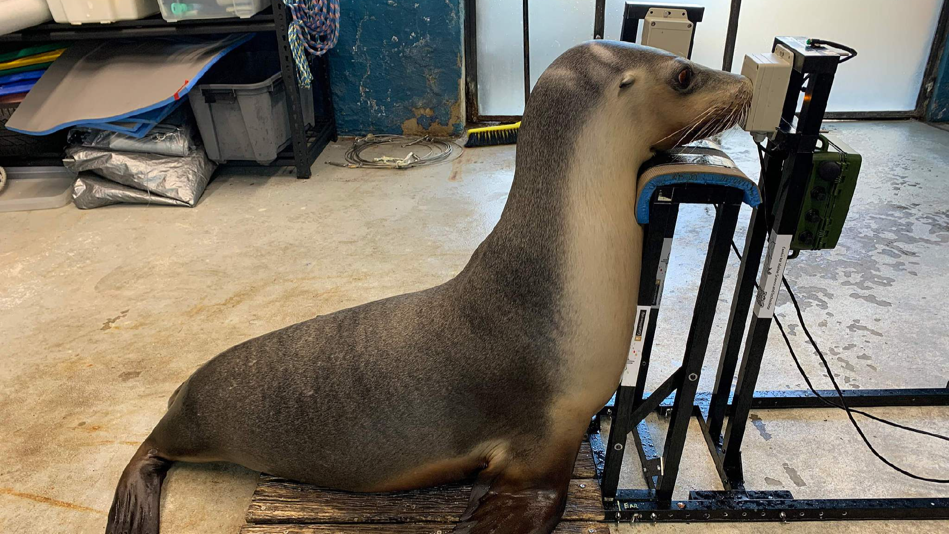 Hearing tests reveal marine mammals' exposure to human-made noise