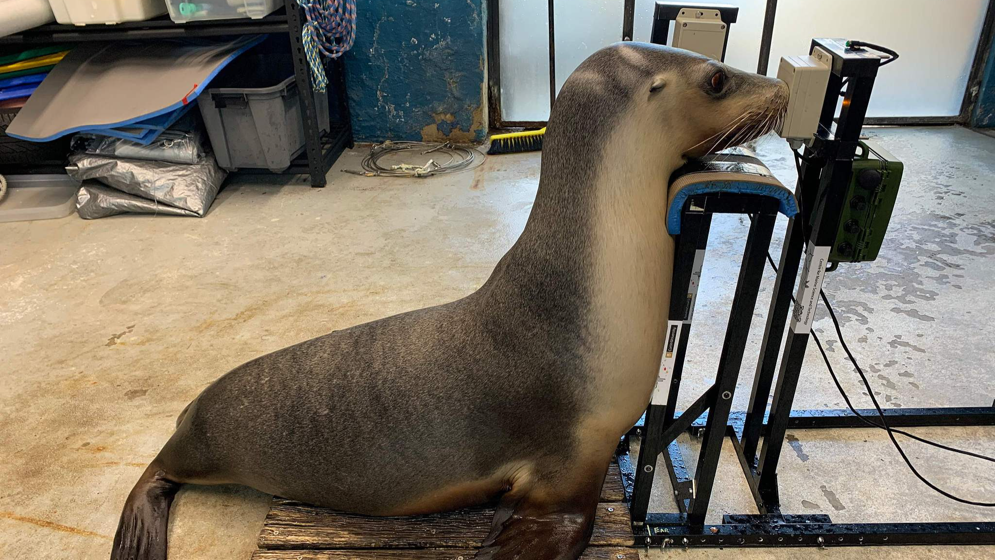 Hearing tests reveal marine mammals' exposure to human-made noise
