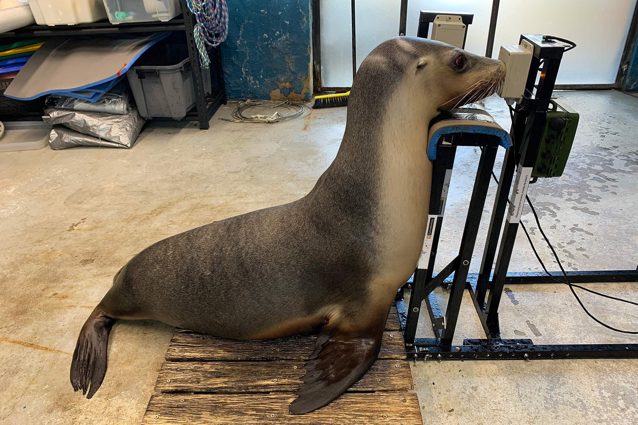 A sea lion during a hearing test at Taronga Zoo in Sydney, October 9, 2026. /VCG