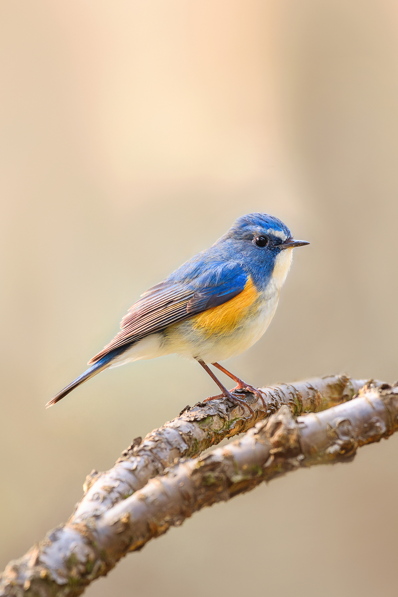 A red-flanked bluetail. /VCG