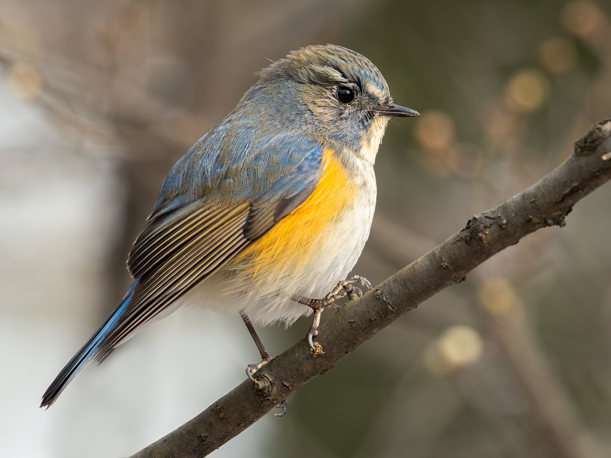 A red-flanked bluetail. /VCG