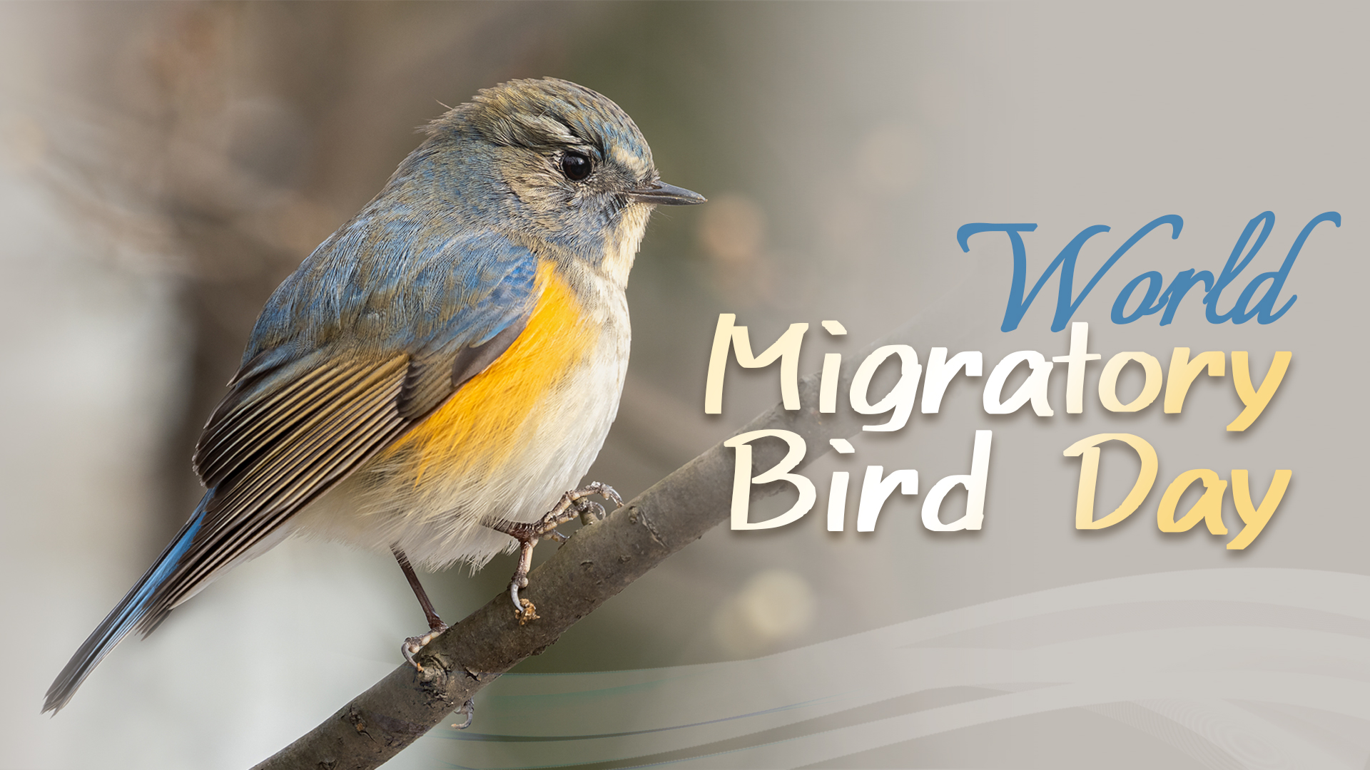 World Migratory Bird Day: Every bird counts on its autumn journey