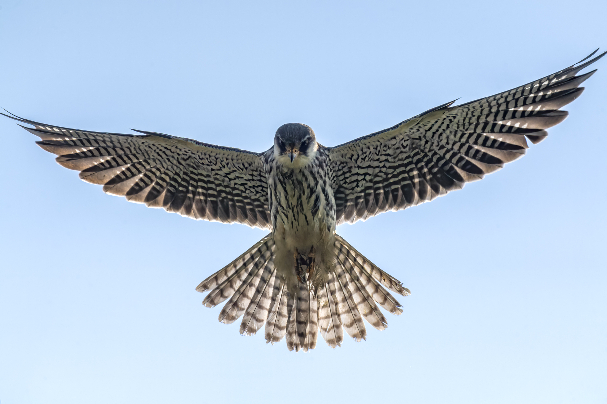 An Amur falcon. /VCG