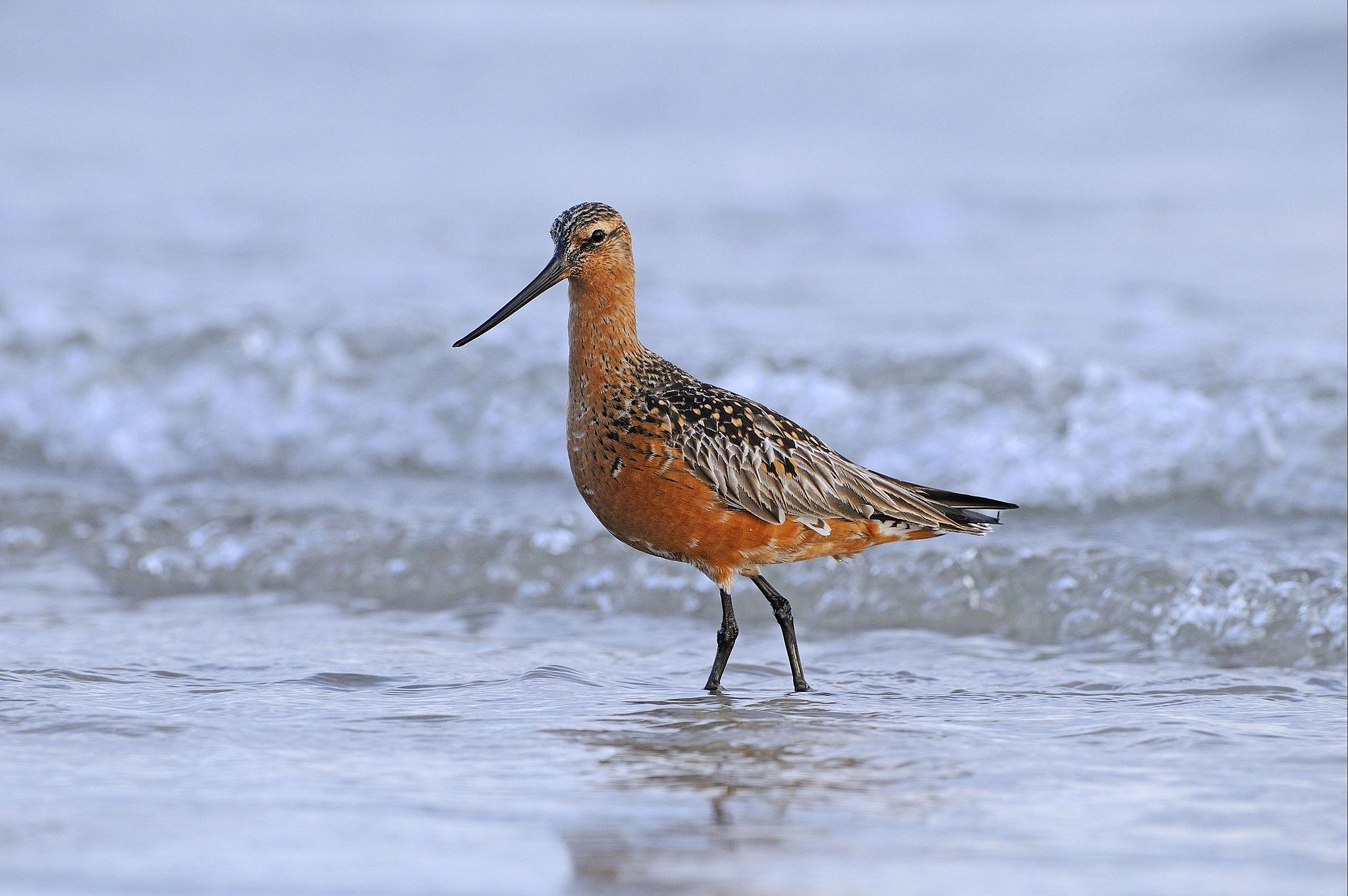 A male bar-tailed godwit. /VCG