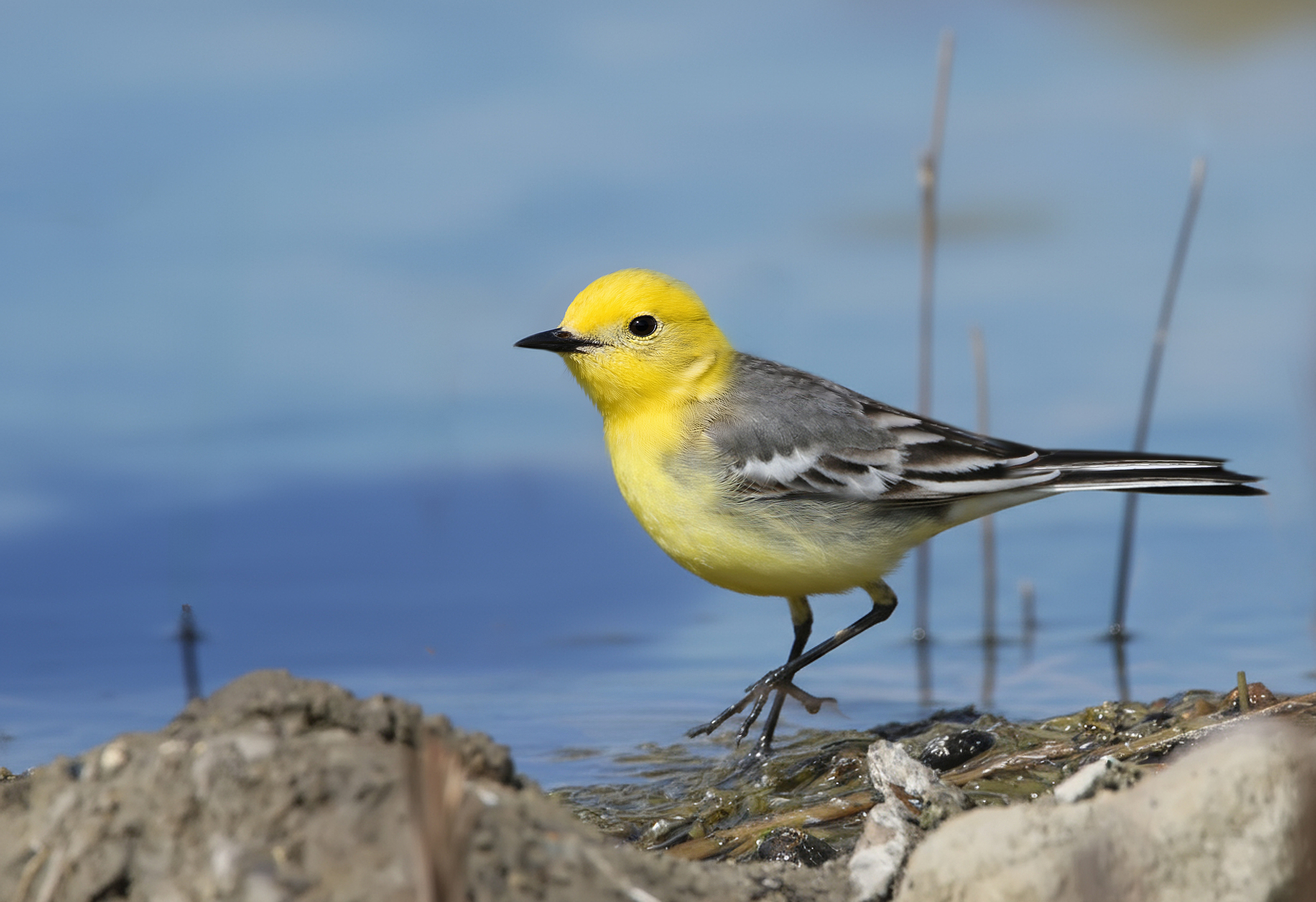 A citrine wagtail. /VCG