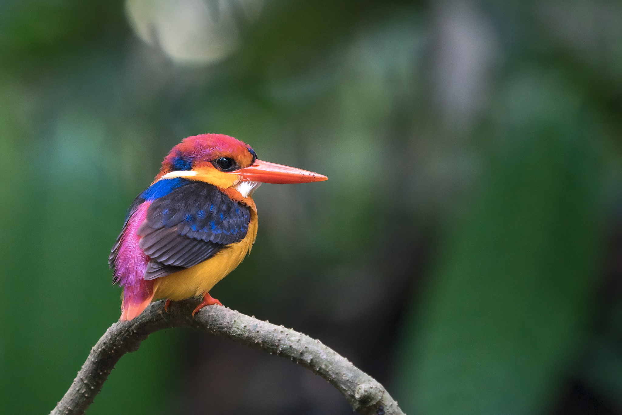 A black-backed dwarf kingfisher. /VCG