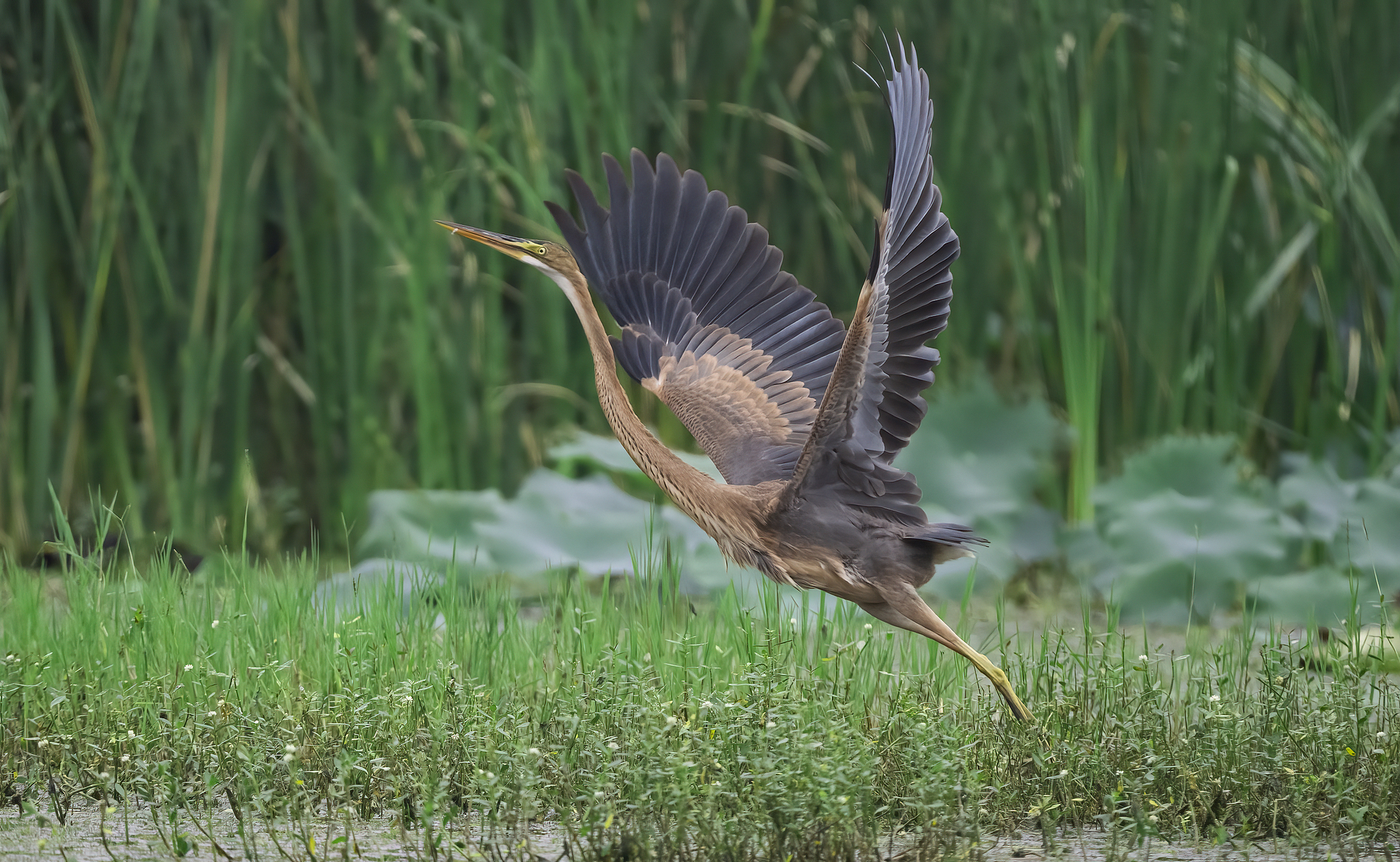 A purple heron. /VCG
