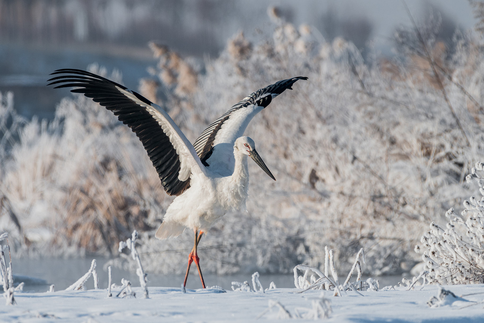 An Oriental stork. /VCG