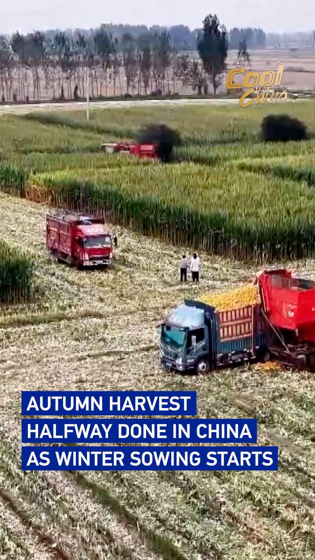 Autumn harvest halfway done in China as winter sowing starts