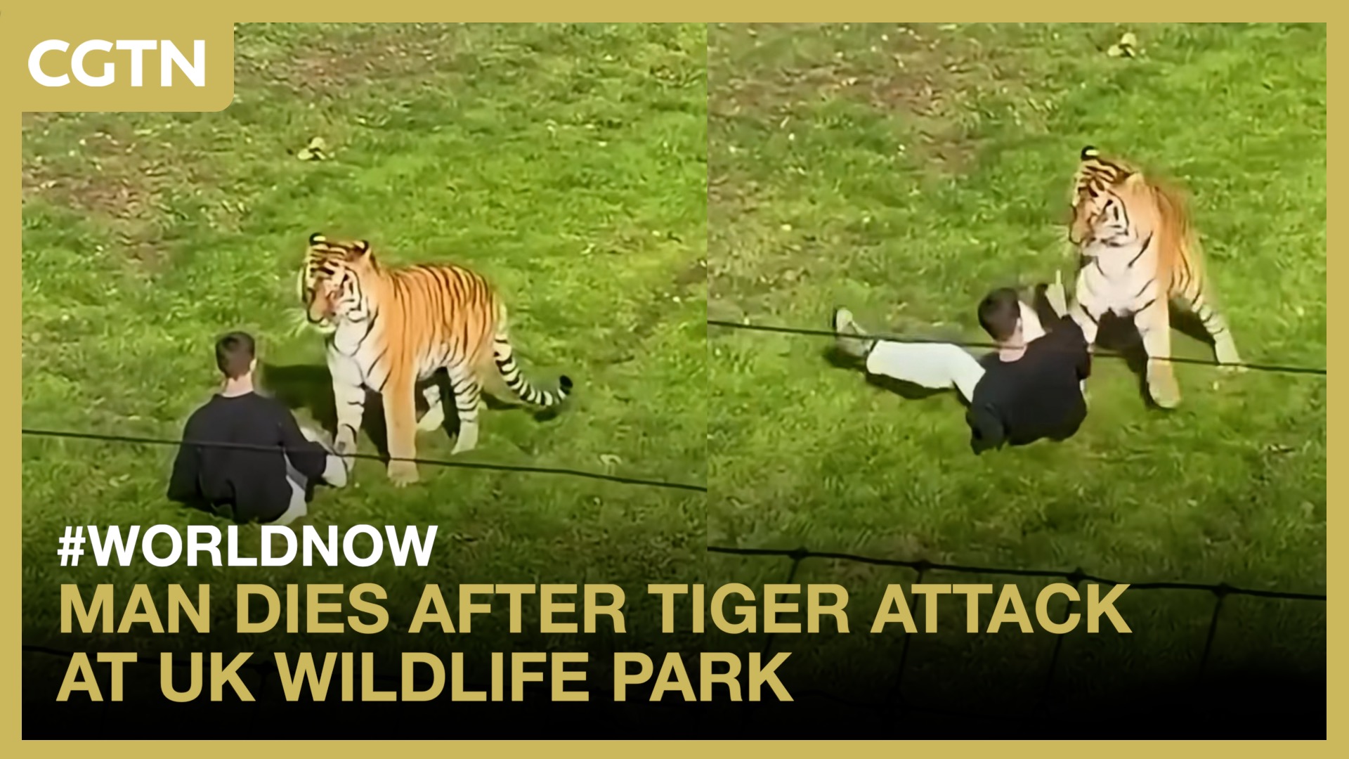 Man dies after tiger attack at UK wildlife park