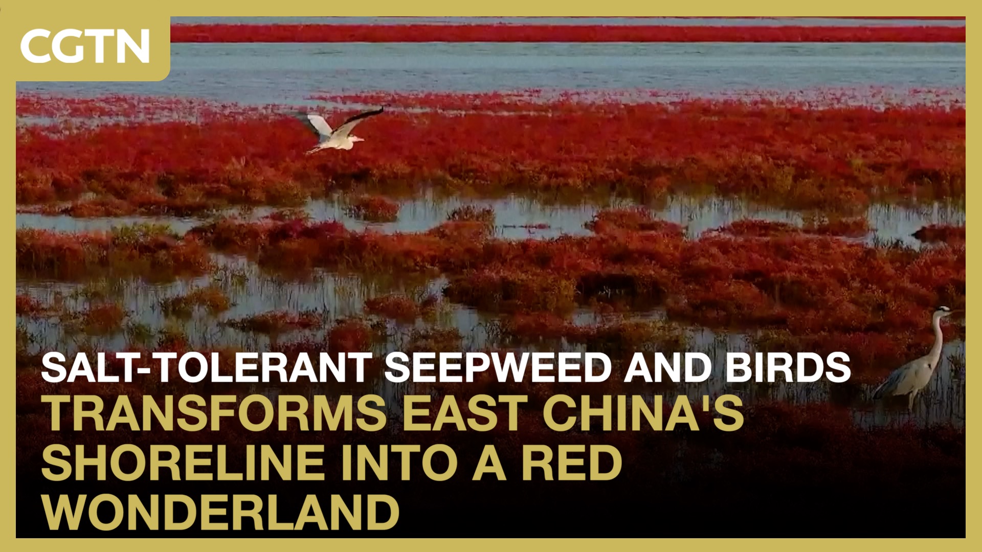 Salt-tolerant seepweed turns Weihai's tidal flats red 