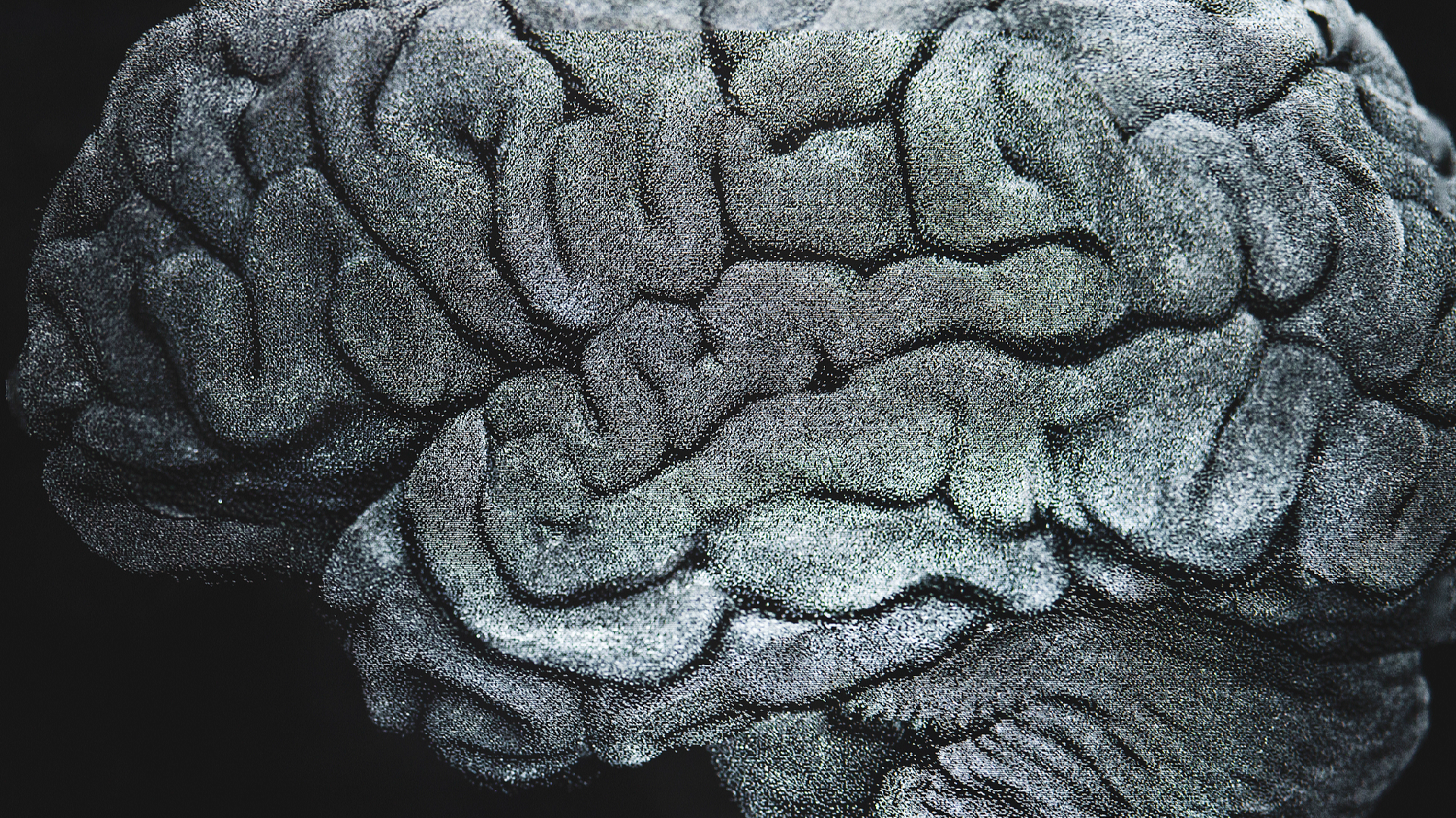 Scientists uncover ancient gene's role in brain folding - CGTN