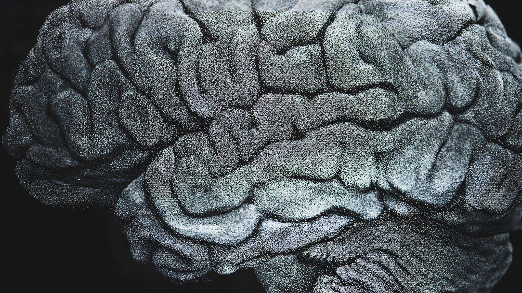 Scientists uncover ancient gene's role in brain folding