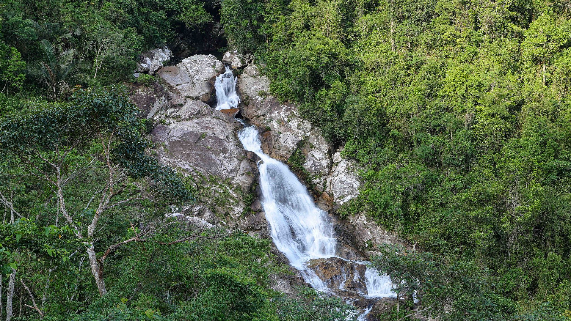 Watch: Explore Hainan Tropical Rainforest National Park - CGTN