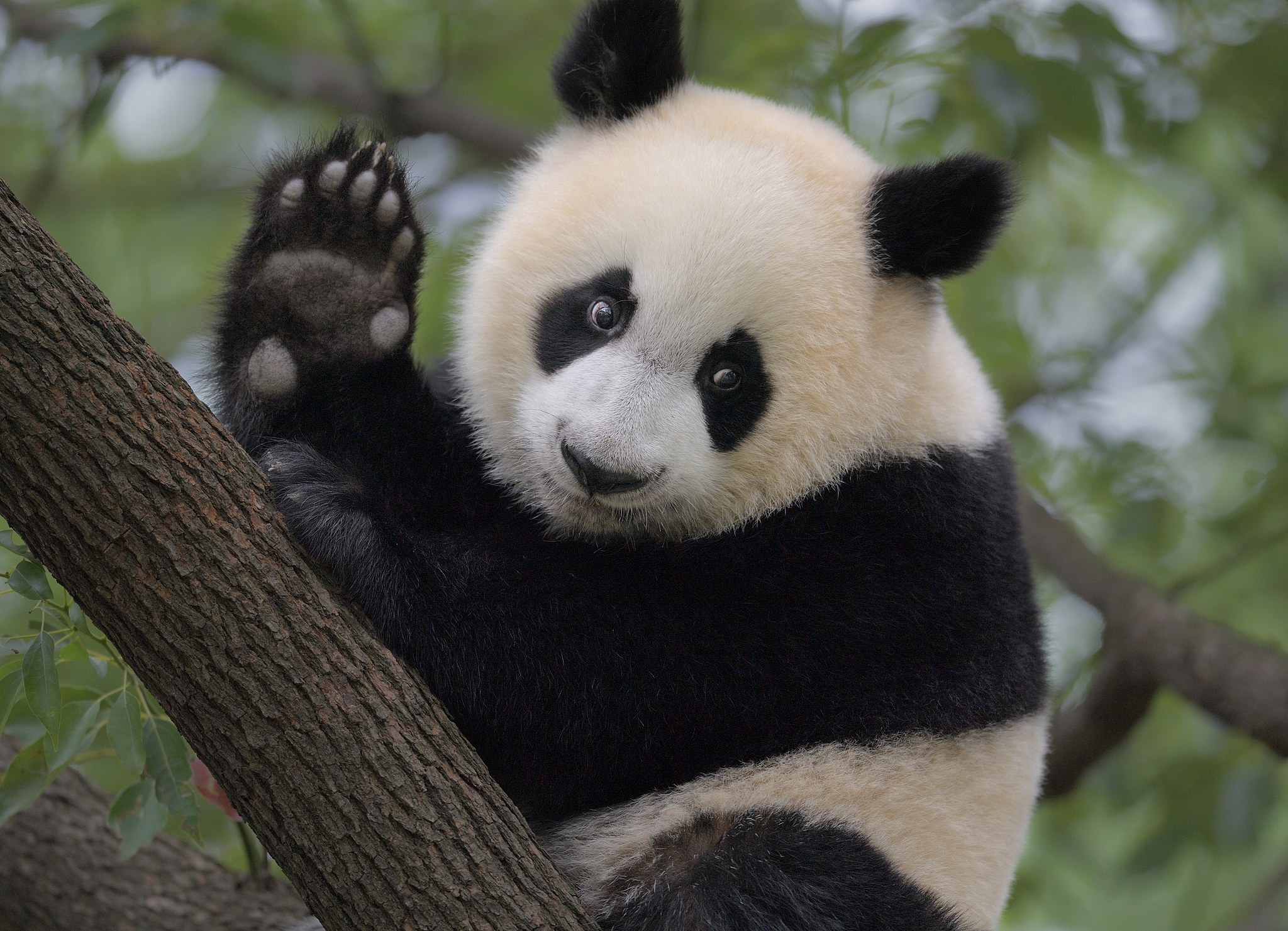 A giant panda, China. /VCG