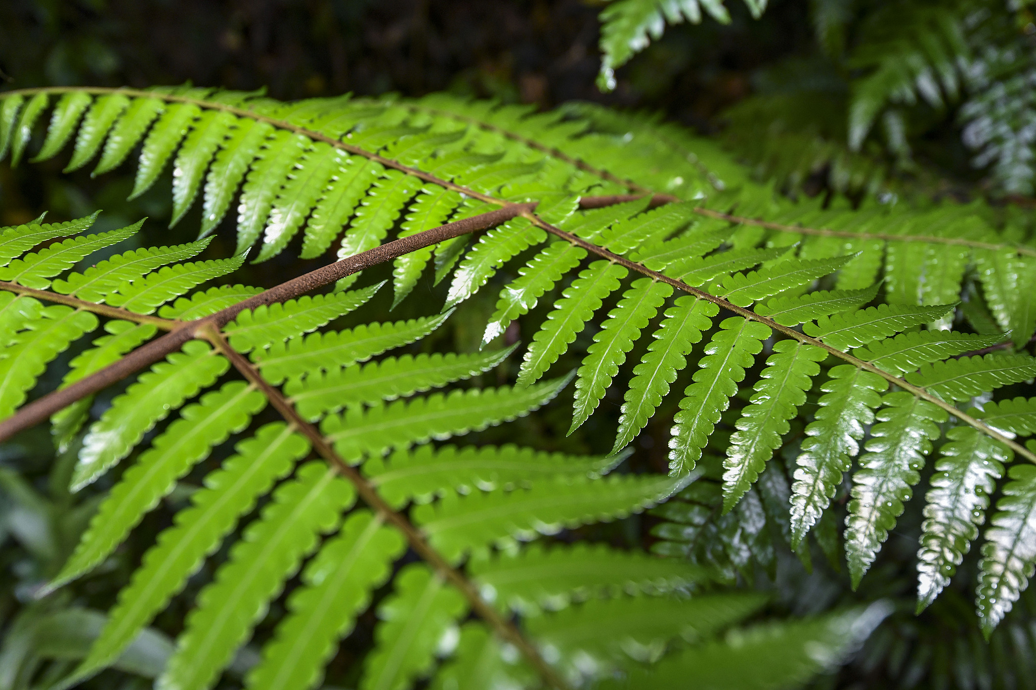 Spiny tree ferns in Hainan Tropical Rainforest National Park, south China. /VCG