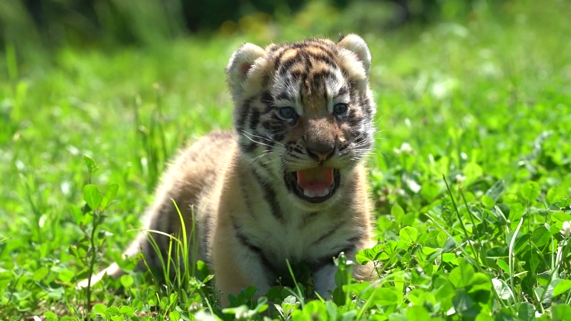 A Siberian tiger cub in Harbin, Heilongjiang Province, northeast China. /VCG