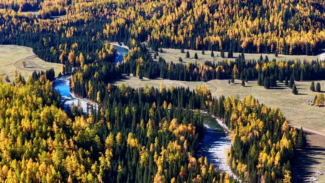 Xinjiang's Tongba Scenic Area dazzles with golden autumn forests