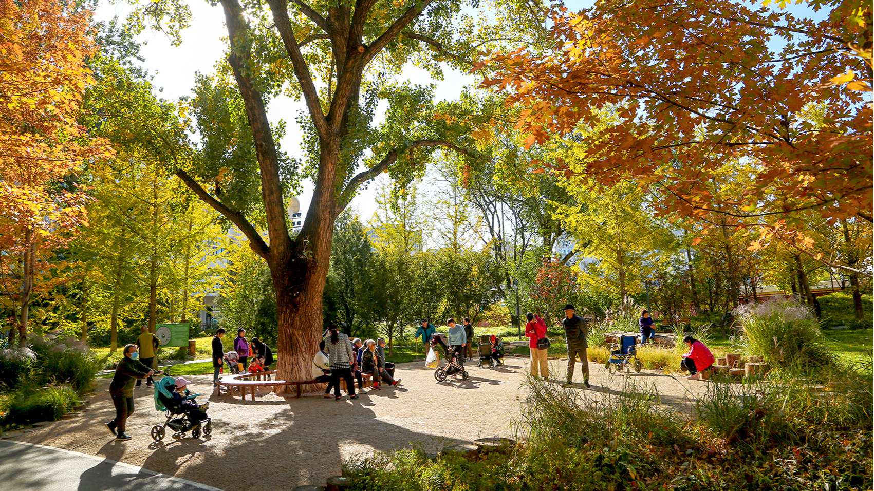 Beijing plans to build 100 habitat gardens and villages for ancient trees over the next five years. /CMG
