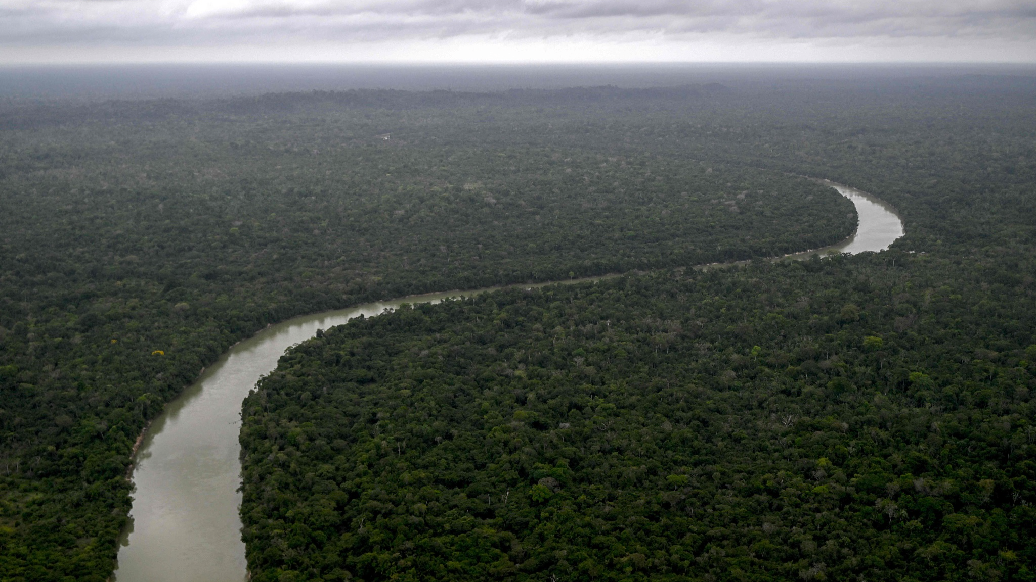 Forest loss slowed in 2025. Scientists say don't count on it