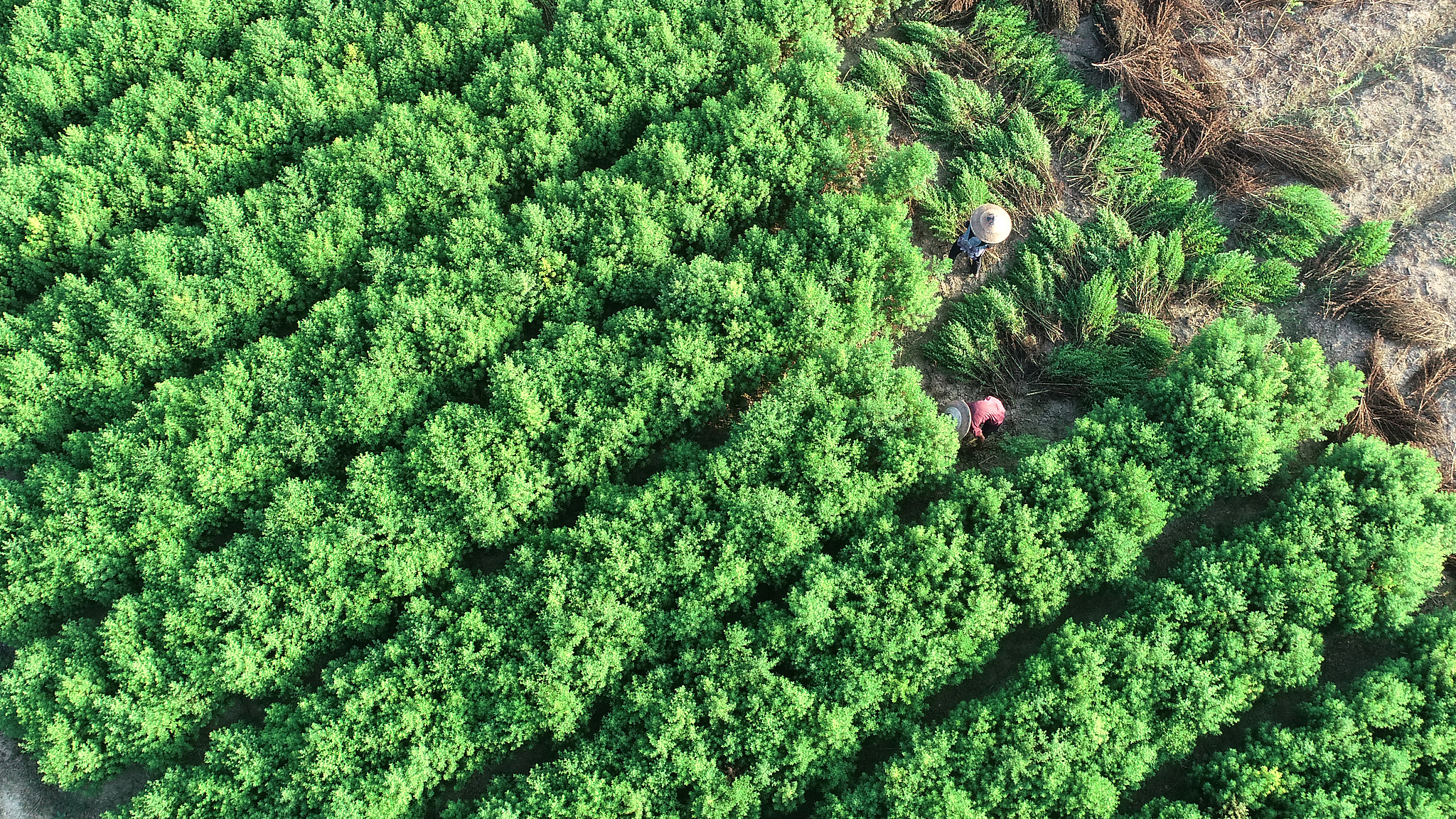 Farmers harvest the herb sweet wormwood (Artemisia annua) in Xingfu Village, Loudi City, Hunan Province, China, August 3, 2023. /VCG