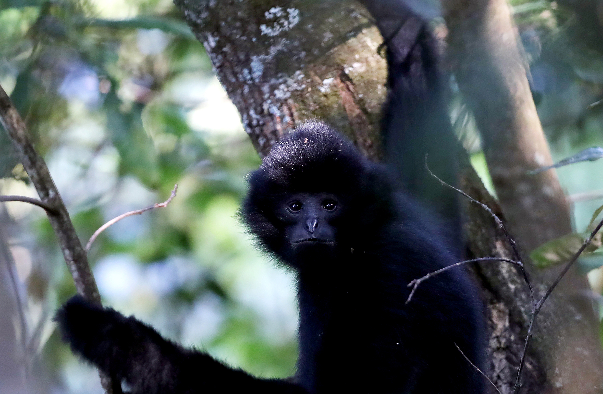 A western black-crested gibbon is seen in the Wuliang Mountain National Nature Reserve, Yunnna Province, southwest China, December 12, 2019. /VCG