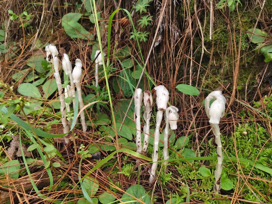Ghost plants are found in Dacang Town, Dali, Yunnan Province, southwest China. /China Media Group