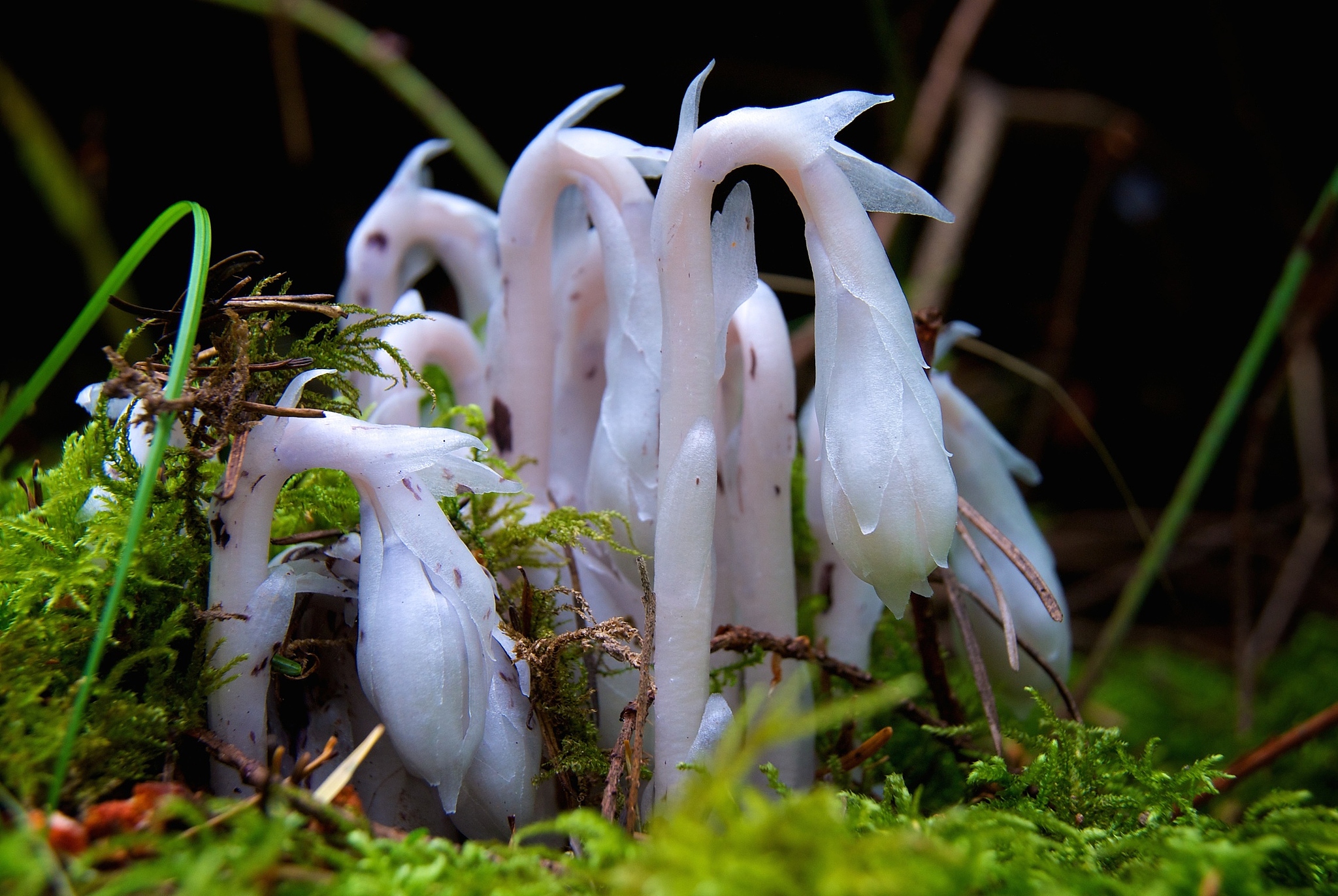 Ghost plants. /VCG