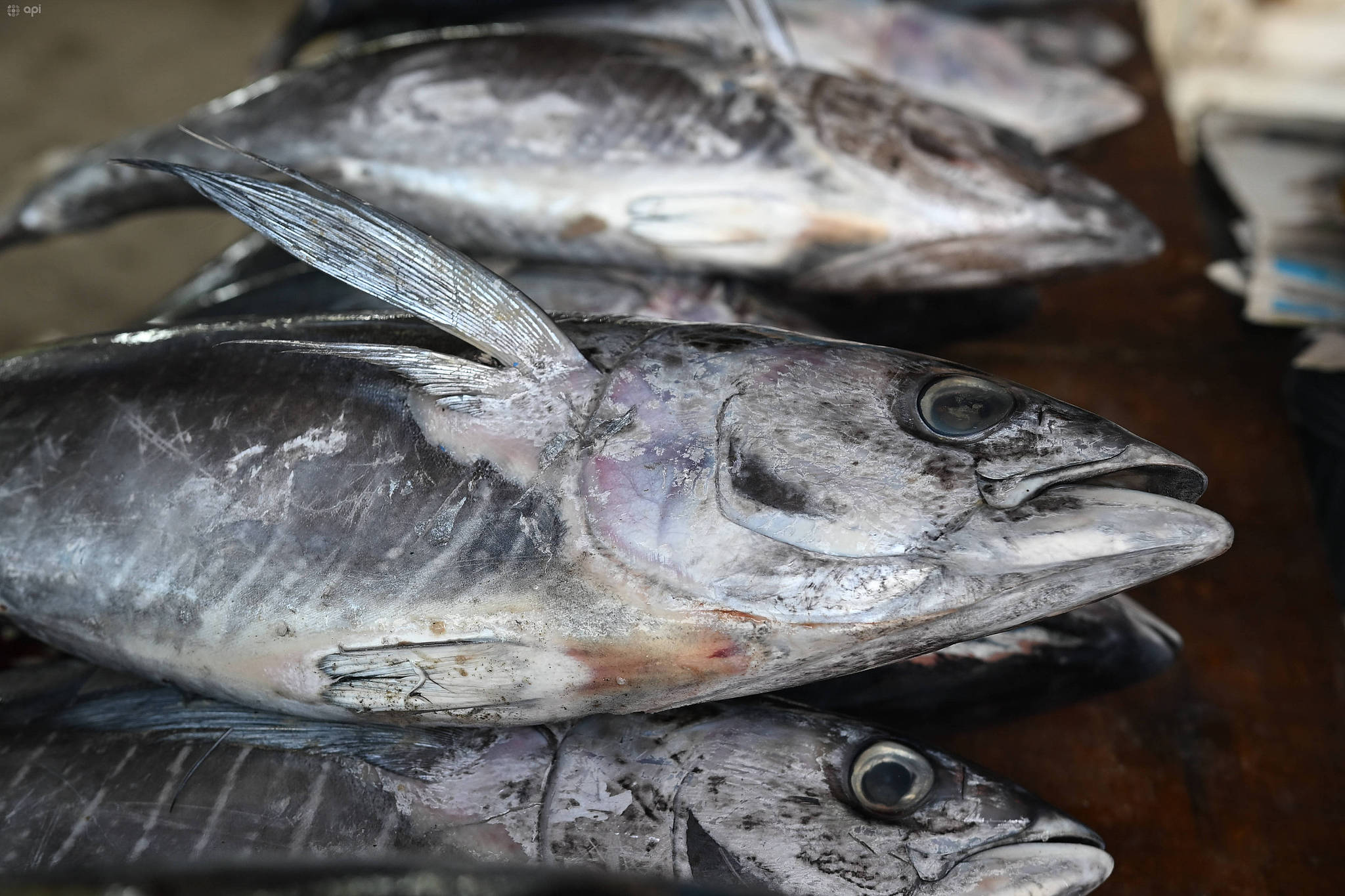 Due to adverse weather conditions caused by the El Niño phenomenon, the price of albacore tuna is rising in Manta, Equador, September 11, 2026. /VCG