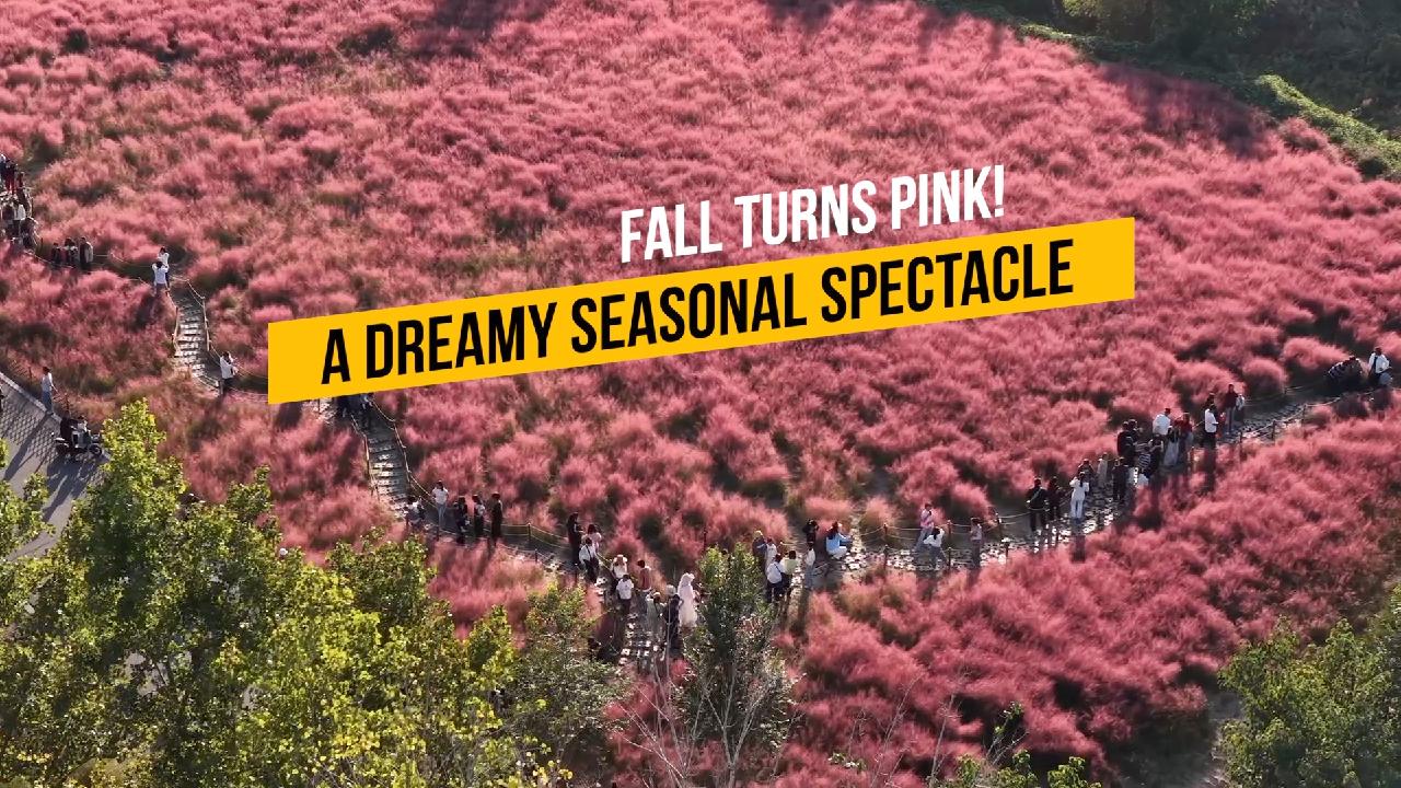 Fall turns pink! A dreamy seasonal spectacle