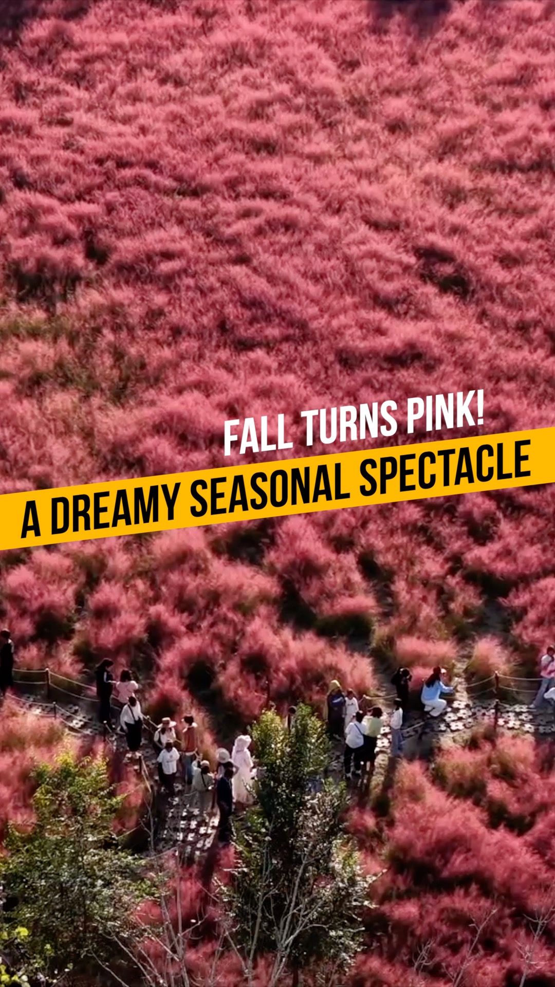 Fall turns pink! A dreamy seasonal spectacle