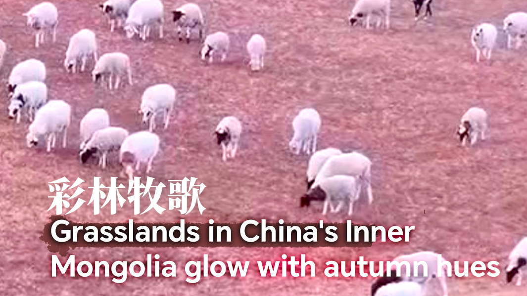 Grasslands in N China's Inner Mongolia ablaze with autumn hues