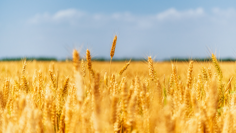 Live: World Food Day – A golden autumn harvest across China