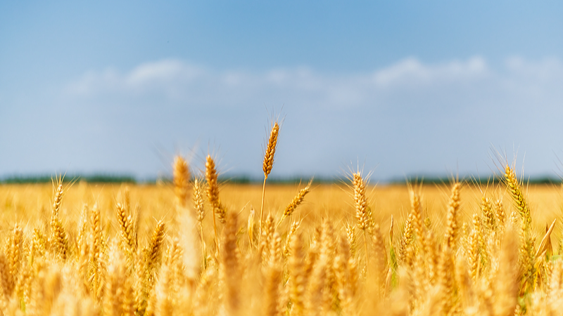 Live: World Food Day – A golden autumn harvest across China