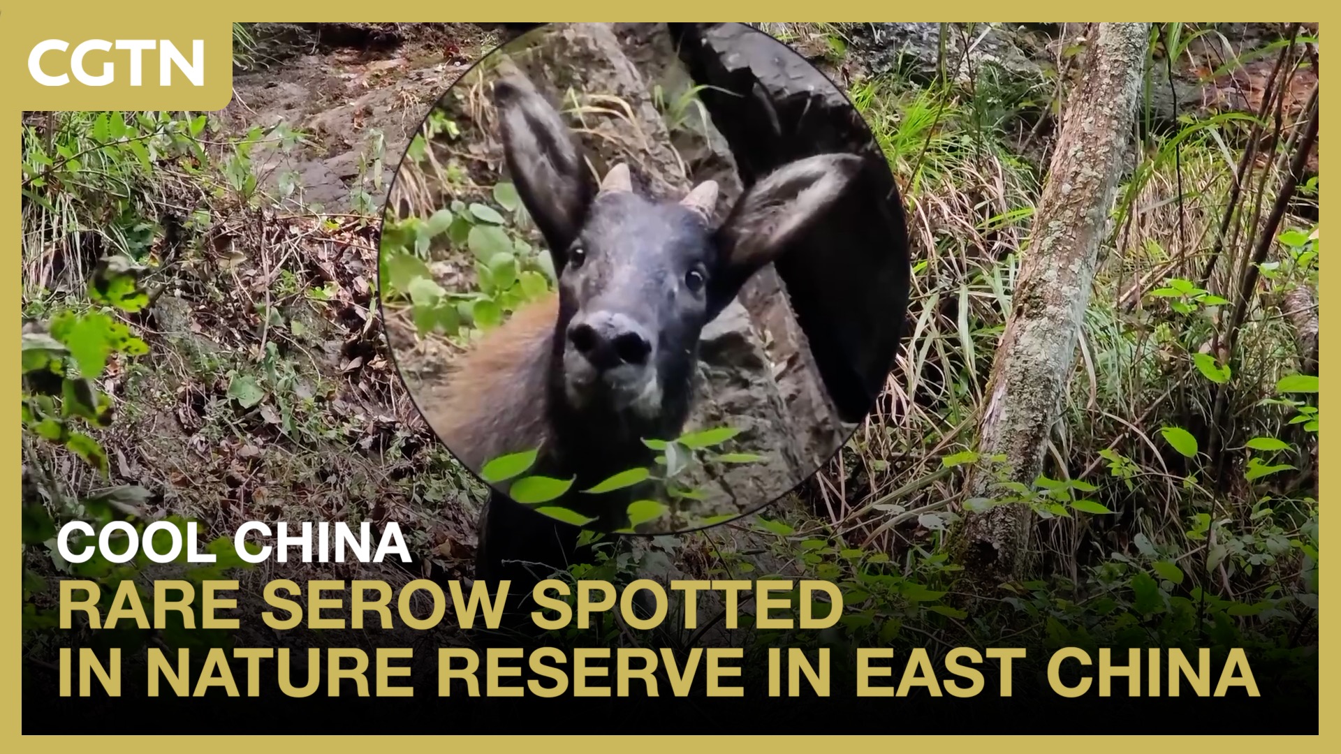 Rare serow spotted in nature reserve in east China