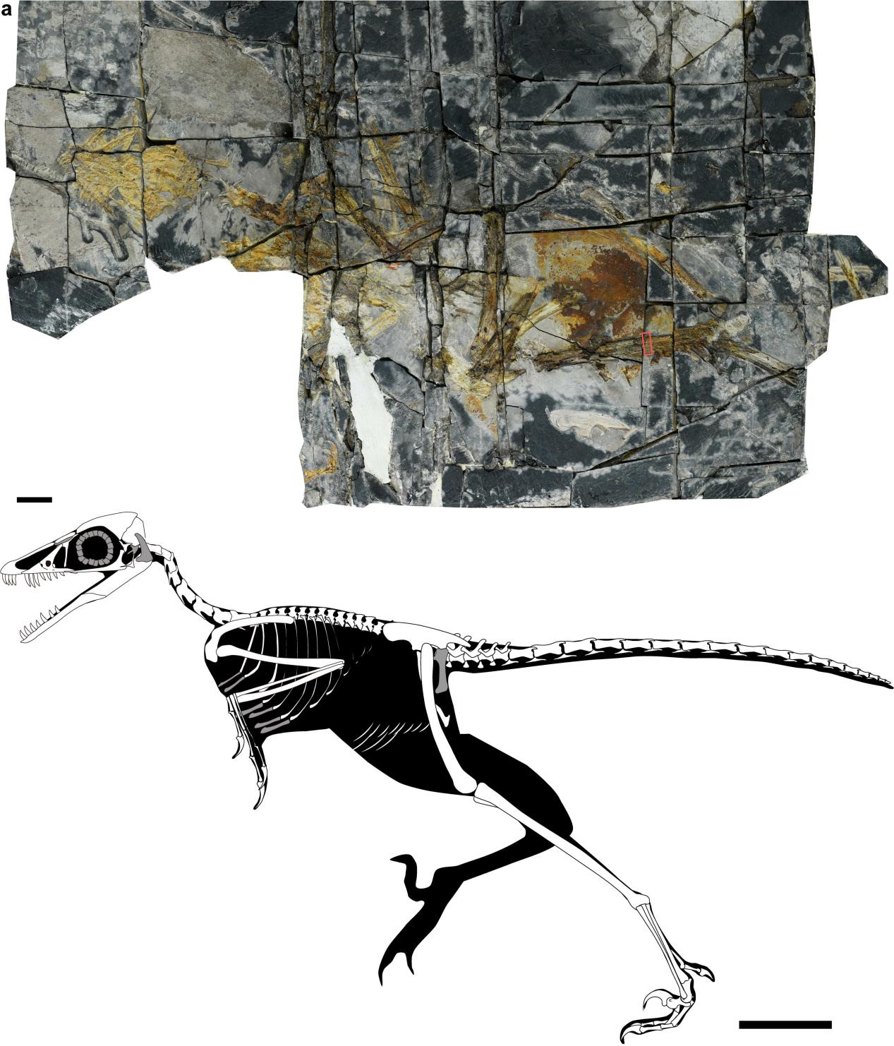 Holotype specimen and skeletal reconstruction of Yuezhuornis yangyuanensis. /China Media Group