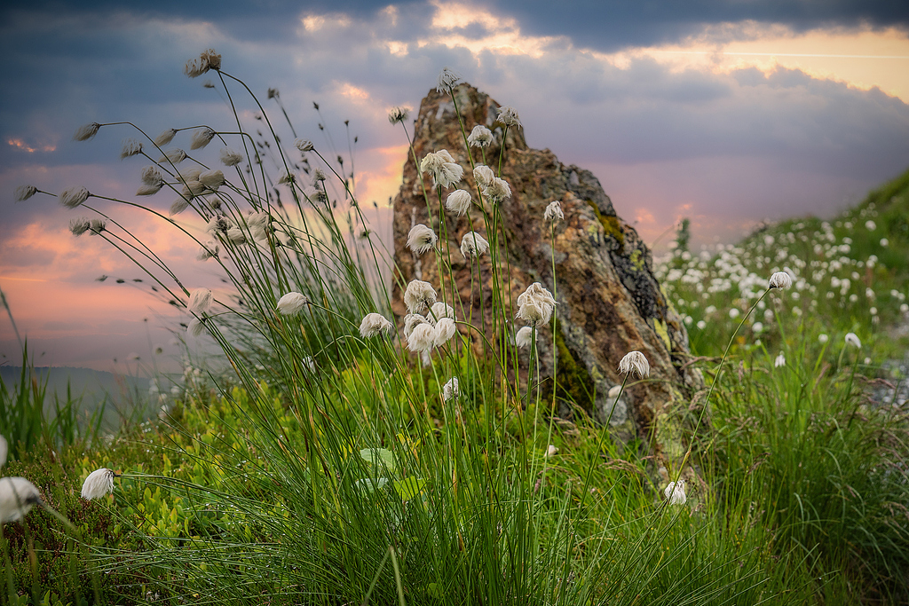 Plants with white, cotton-like tufts grow on a rocky hillside. /VCG