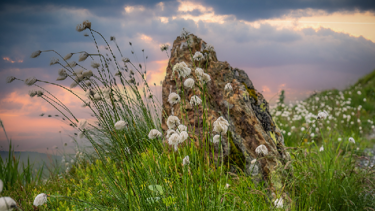 Ancient warmth helped flowering plants dominate Earth, study finds