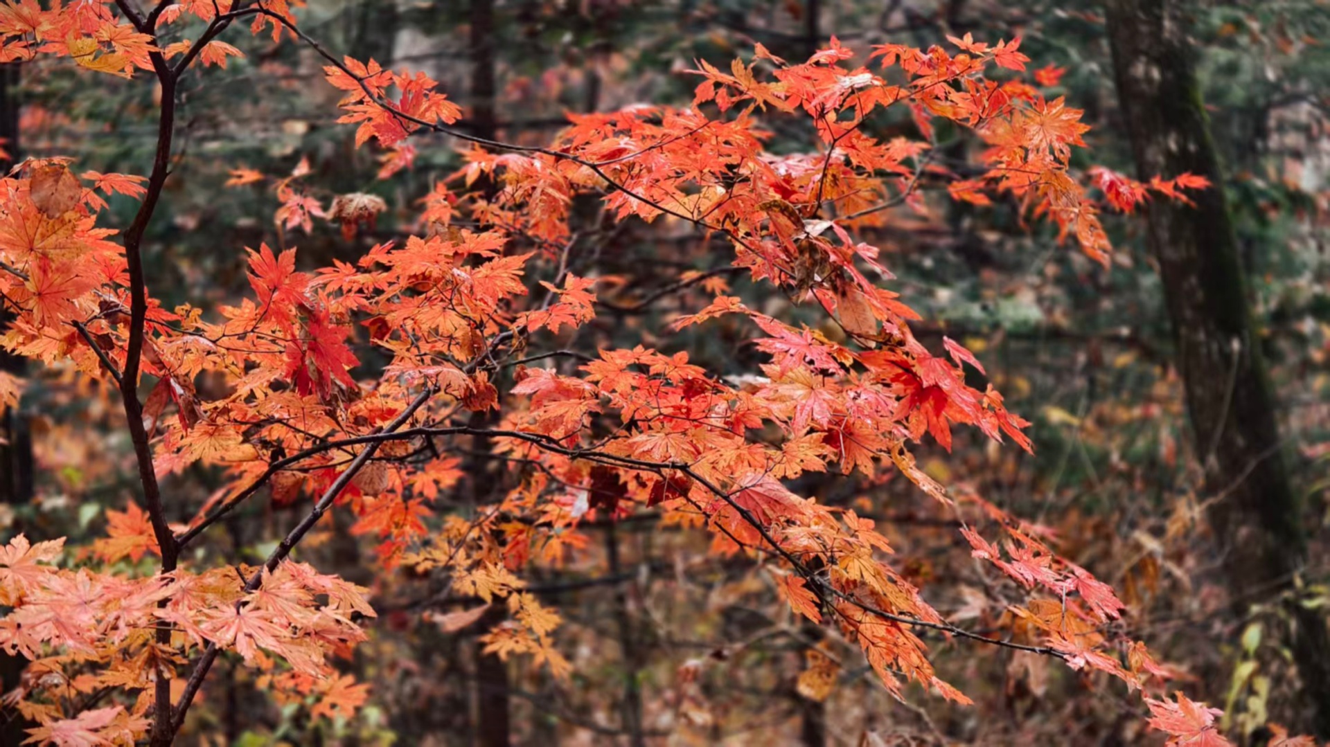 Autumn scenery of Hongshi National Forest Park, Huadian, Jilin Province, China, October 13, 2026. /CGTN