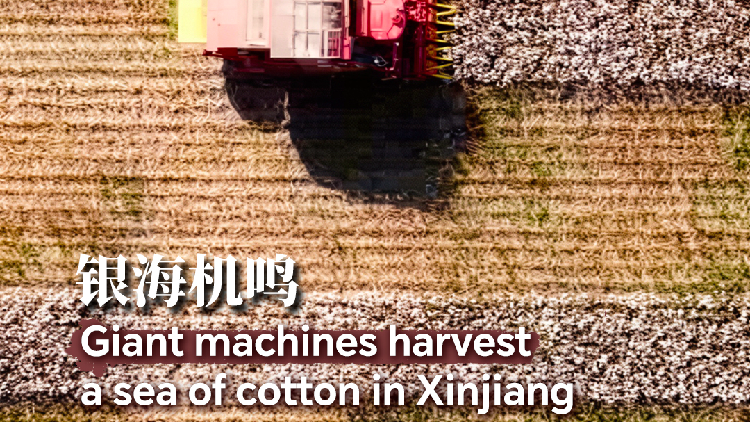 Giant machines harvest a sea of cotton in Xinjiang