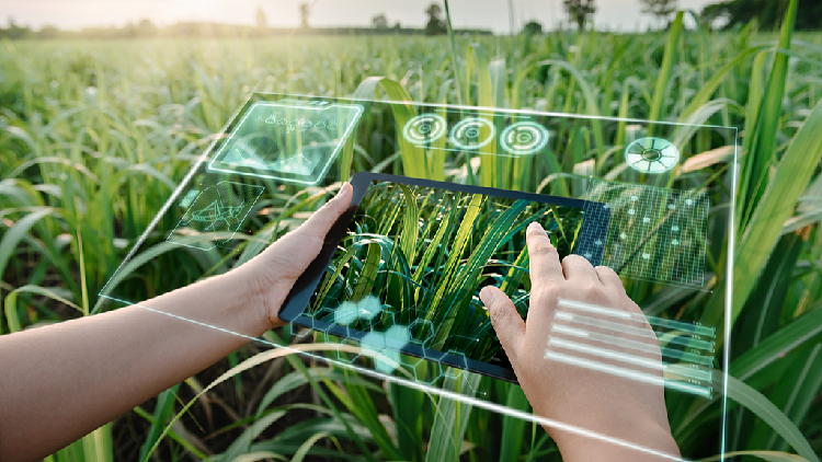 How AI is redefining precision farming in China