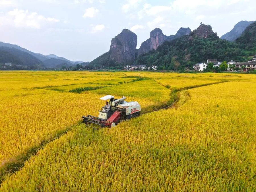 Farmers harvest crested ibis rice at the foot of Langshan Mountain in Xinning County, Shaoyang, central China's Hunan Province, September, 2026. /Shaoyang News Network