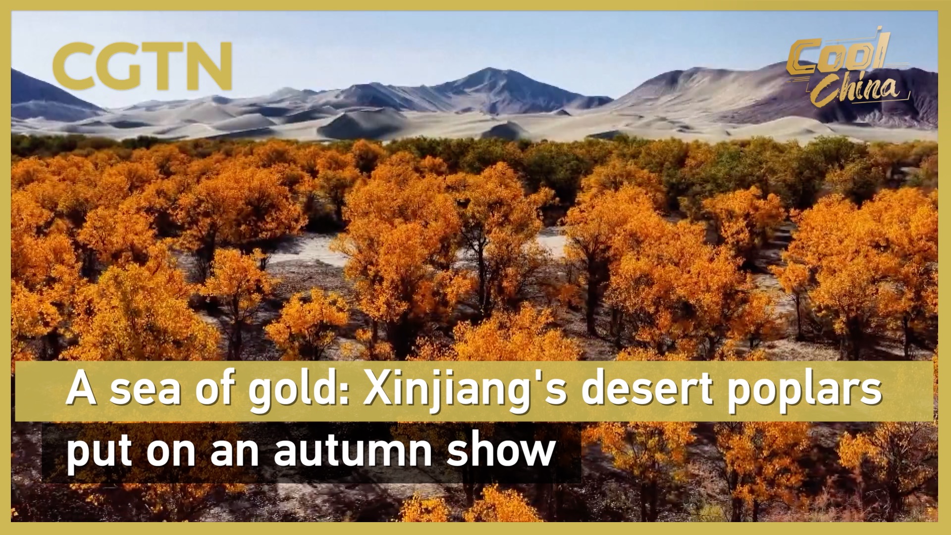 A sea of gold: Xinjiang's desert poplars put on an autumn show