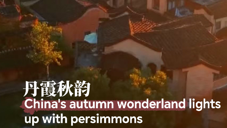 China's autumn wonderland lights up with persimmons
