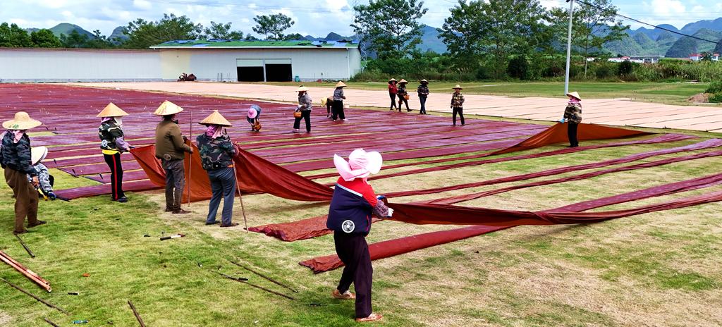 Workers dry xiangyunsha, or gambiered Guangdong gauze, a fabric designated as a national intangible cultural heritage item, on the lawn of Lavender Manor in Xincheng County, Laibin City, south China's Guangxi Zhuang Autonomous Region. /VCG