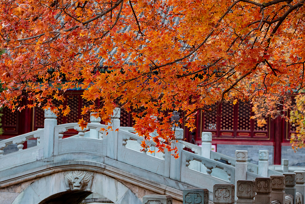 An autumn view of Fragrant Hills Park in northwestern Beijing, China. /VCG