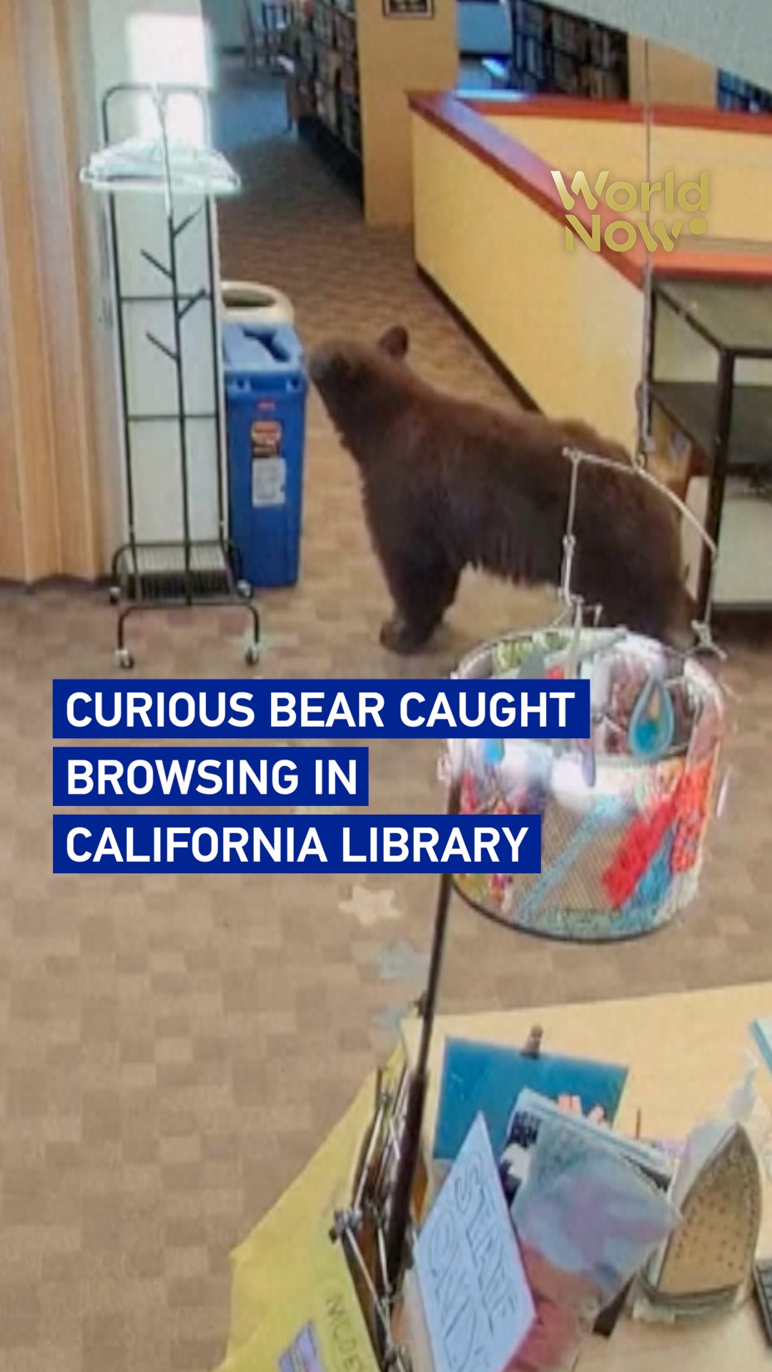 Curious bear caught browsing in California library