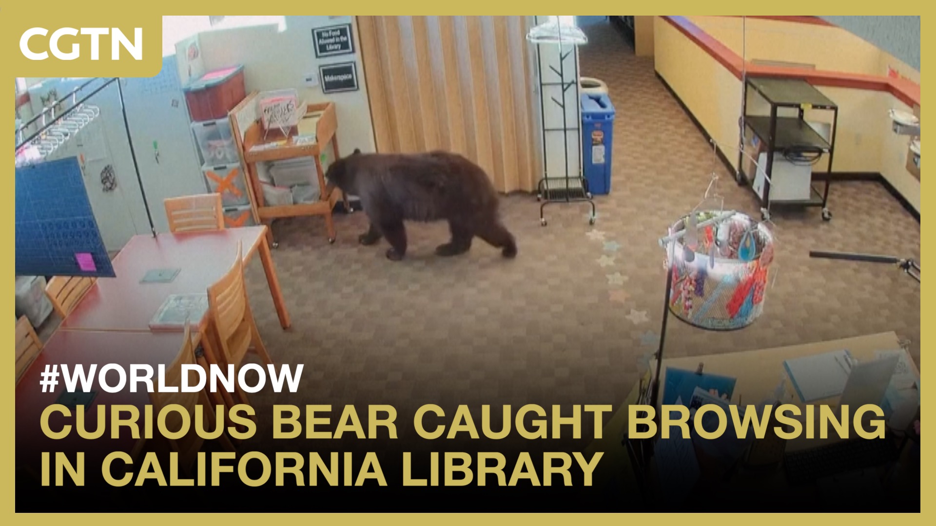 Curious bear caught browsing in California library