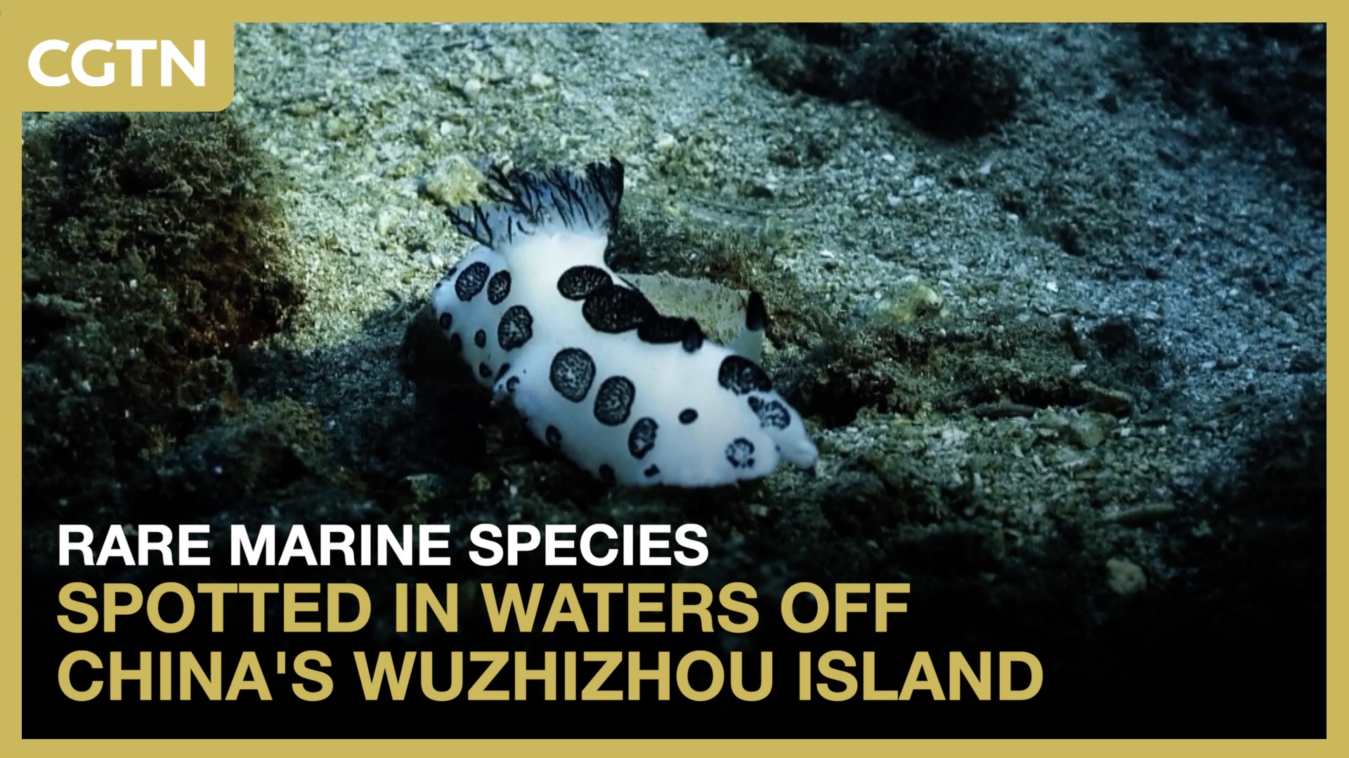 Rare marine species spotted in waters off China's Wuzhizhou Island